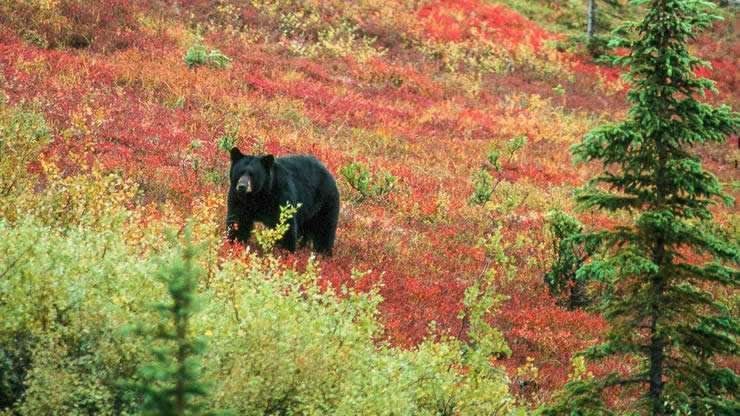 Aljaska medved